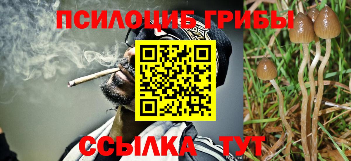 Псилоцибиновые грибы Psilocybe Сарапул